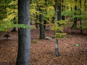 Schmaler-Luzin-17