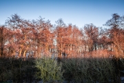 Winter-4
